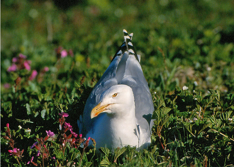 Uccelli dalla Norvegia